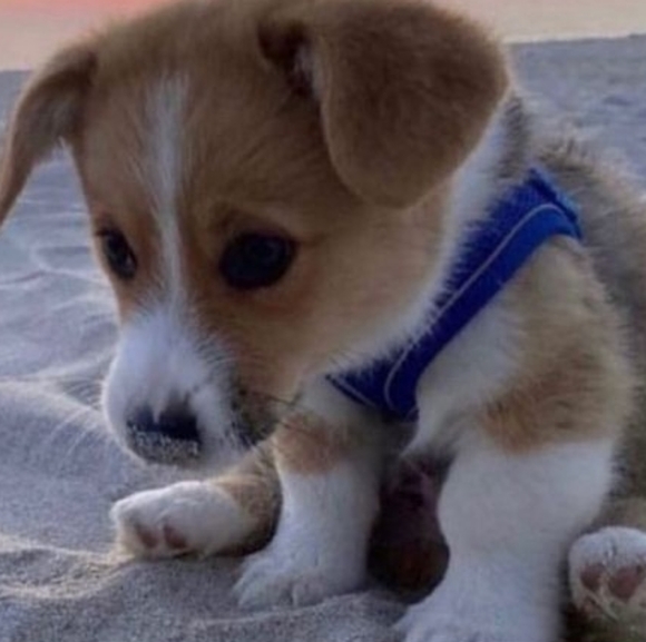 Meet your Posher, Lil westdub - Picture 1 of 1